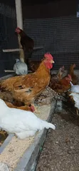 Healthy Premium Chickens for Sale - 3