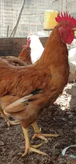 Healthy Premium Chickens for Sale - 4