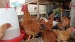 Healthy Premium Chickens for Sale - 5