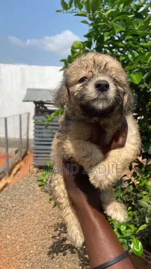 Purebred Poodle Puppy - 1-3 Months Old