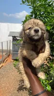 Purebred Poodle Puppy - 1-3 Months Old - 1