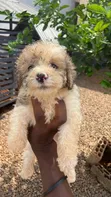 Purebred Poodle Puppy - 1-3 Months Old - 2