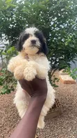 Purebred Poodle Puppy - 1-3 Months Old - 3