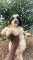 Purebred Poodle Puppy - 1-3 Months Old - 4