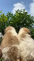 Purebred Poodle Puppy - 1-3 Months Old - 5