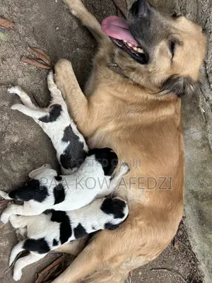 Female Dogo Argentino x Labrador Puppy (0-1 Month)