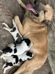 Female Dogo Argentino x Labrador Puppy (0-1 Month) - 1
