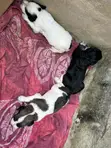Female Dogo Argentino x Labrador Puppy (0-1 Month) - 3