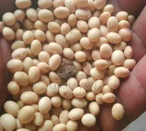 Soya Beans (100kg)
