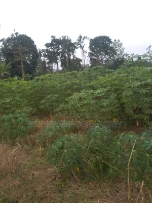 Farm Land for Sale - Ayensuano