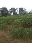 Farm Land for Sale - Ayensuano - 1