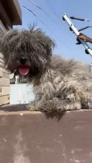 Purebred Poodle Puppies - 1-3 Months Old