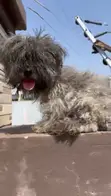 Purebred Poodle Puppies - 1-3 Months Old - 1