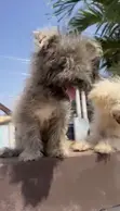 Purebred Poodle Puppies - 1-3 Months Old - 2