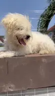 Purebred Poodle Puppies - 1-3 Months Old - 3