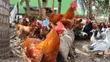 Matured Free-Ranged Chickens - 1