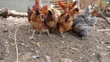 Matured Free-Ranged Chickens - 2