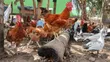 Matured Free-Ranged Chickens - 3