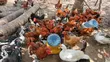 Matured Free-Ranged Chickens - 5