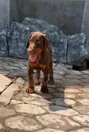 Purebred Doberman Pinscher Puppies - Male, 1-3 Months