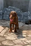 Purebred Doberman Pinscher Puppies - Male, 1-3 Months - 1