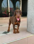 Purebred Doberman Pinscher Puppies - Male, 1-3 Months - 2