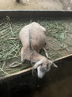Goat Meat