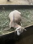 Goat Meat - 1
