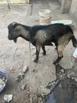 Goat Meat - 2