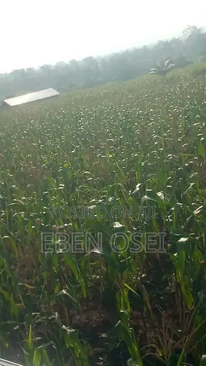 Land for Sale at Adeiso, Behind Kasapreko Factory