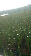 Land for Sale at Adeiso, Behind Kasapreko Factory - 1