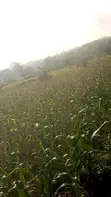 Land for Sale at Adeiso, Behind Kasapreko Factory - 2