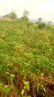 Land for Sale at Adeiso, Behind Kasapreko Factory - 3