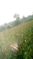 Land for Sale at Adeiso, Behind Kasapreko Factory - 4