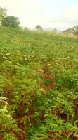 Land for Sale at Adeiso, Behind Kasapreko Factory - 5