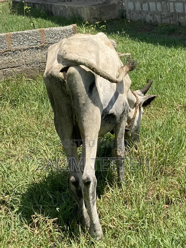 Cow for Sale - GHS 8,500 - 1