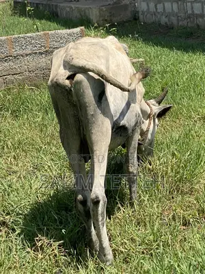 Cow for Sale - GHS 8,500