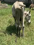 Cow for Sale - GHS 8,500 - 2