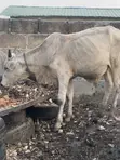 Cow for Sale - GHS 8,500 - 3