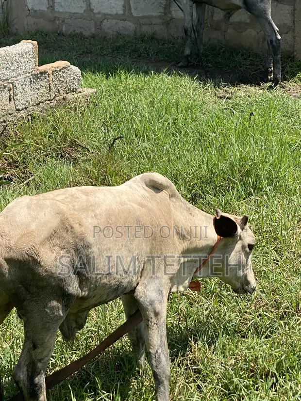 Cow for Sale - GHS 4,000 - 1