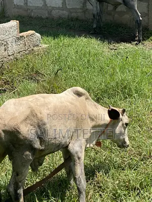 Cow for Sale - GHS 4,000