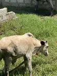 Cow for Sale - GHS 4,000 - 1