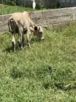 Cow for Sale - GHS 4,000 - 2