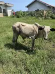 Cow for Sale - GHS 4,000 - 3
