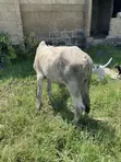 Cow for Sale - GHS 4,000 - 4