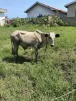 Cow for Sale - GHS 4,000 - 5