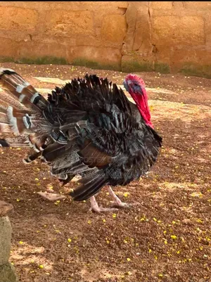 Turkeys, Ducks, and Guinea Fowl for Sale
