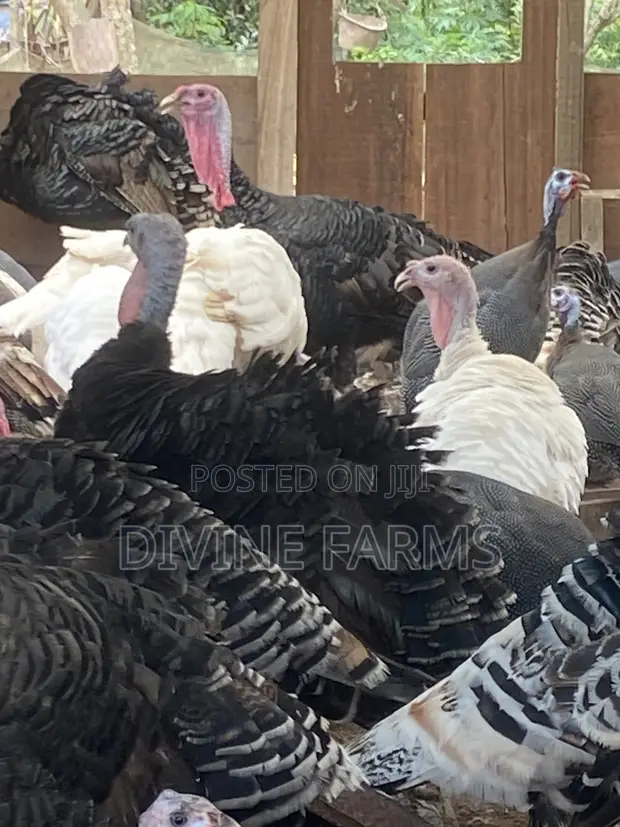 Guinea Fowls, Turkeys, Hens & Eggs for Sale - 1