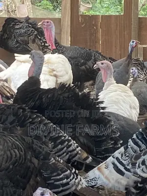 Guinea Fowls, Turkeys, Hens & Eggs for Sale