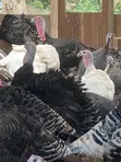 Guinea Fowls, Turkeys, Hens & Eggs for Sale - 1